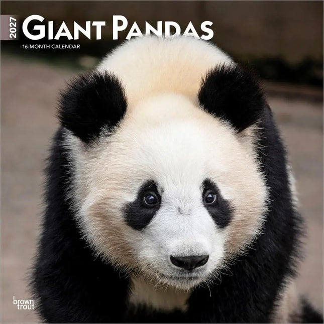 Browntrout Panda Kalender 2027
