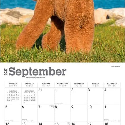 Browntrout Poedel Kalender 2027