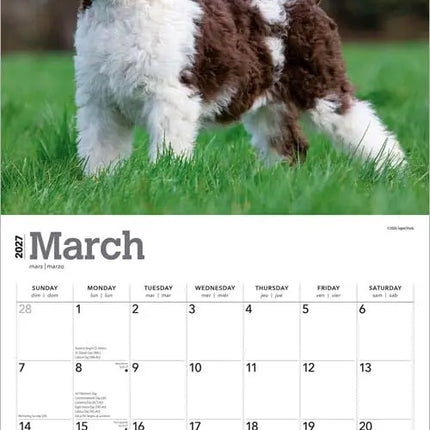 Browntrout Poedel Kalender 2027