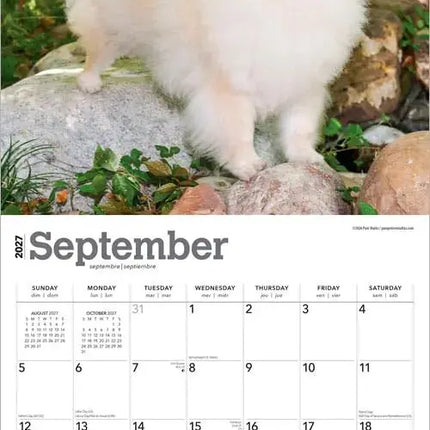 Browntrout Pomeranian Kalender 2027