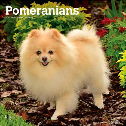 Browntrout Pomeranian Kalender 2027