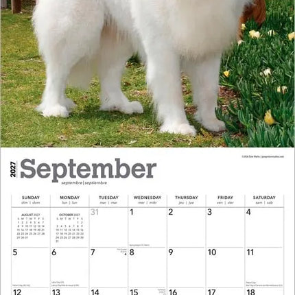 Browntrout Pyreneese Berghond Kalender 2027