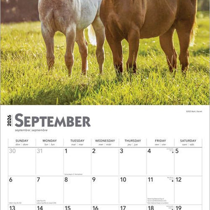 Browntrout Quarter Horse Kalender 2027