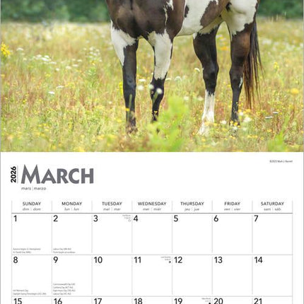 Browntrout Quarter Horse Kalender 2027