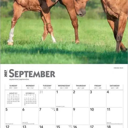 Browntrout Quarter Horse Kalender 2027