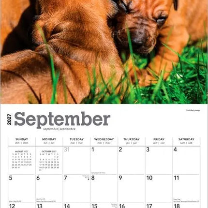 Browntrout Rhodesian Ridgeback Kalender 2027