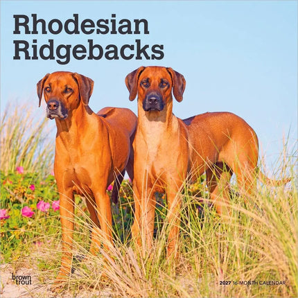 Browntrout Rhodesian Ridgeback Kalender 2027