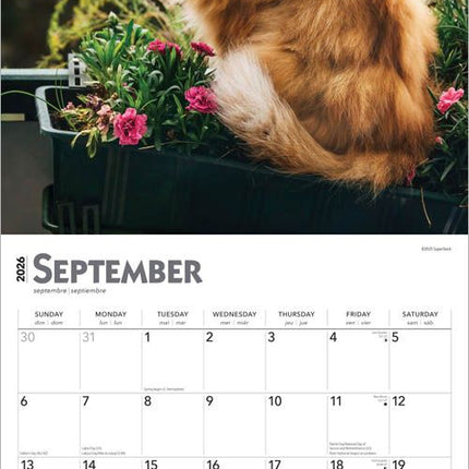 Browntrout Rode Katten Kalender 2026