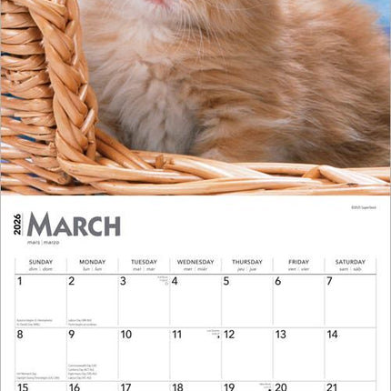 Browntrout Rode Katten Kalender 2026