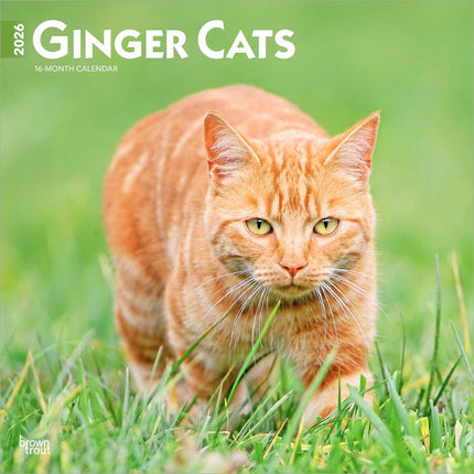 Browntrout Rode Katten Kalender 2026