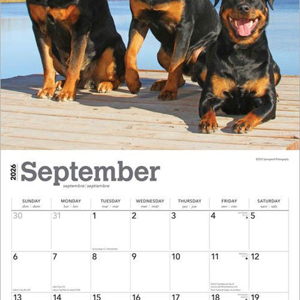 Browntrout Rottweiler Kalender 2027
