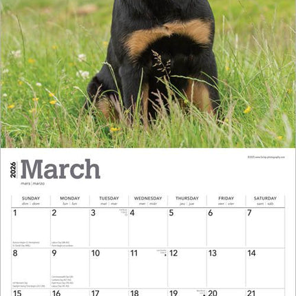 Browntrout Rottweiler Kalender 2027