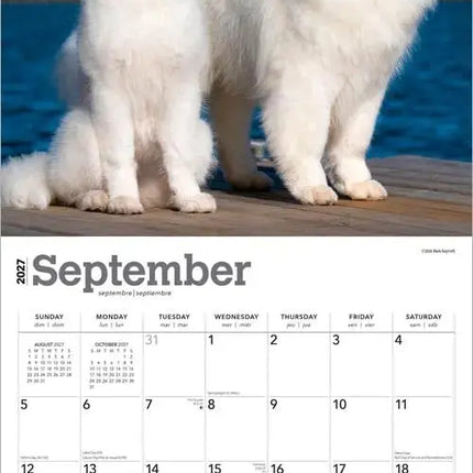 Browntrout Samojeed Kalender 2027