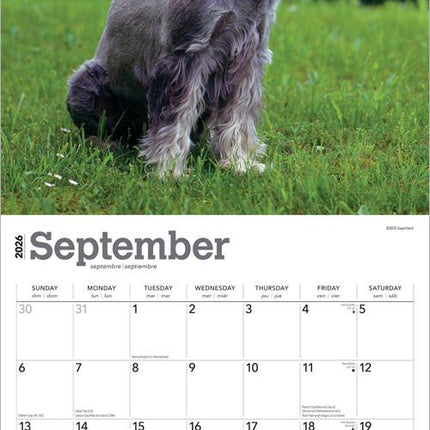 Browntrout Schnauzer Kalender 2026