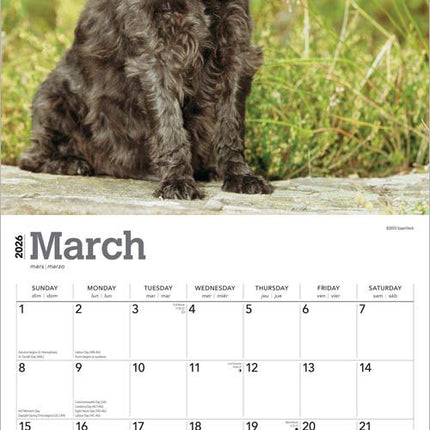 Browntrout Schnauzer Kalender 2026