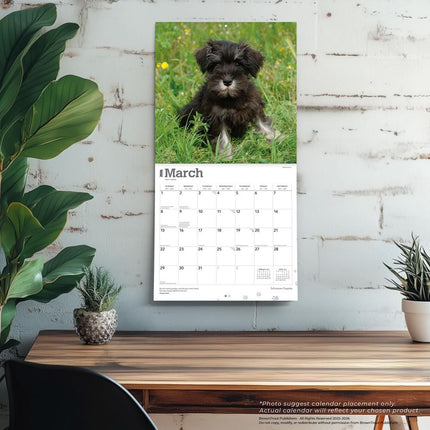 Browntrout Schnauzer Puppies Kalender 2026