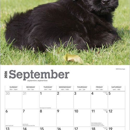 Browntrout Schnauzer Puppies Kalender 2026
