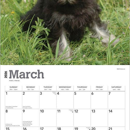 Browntrout Schnauzer Puppies Kalender 2026
