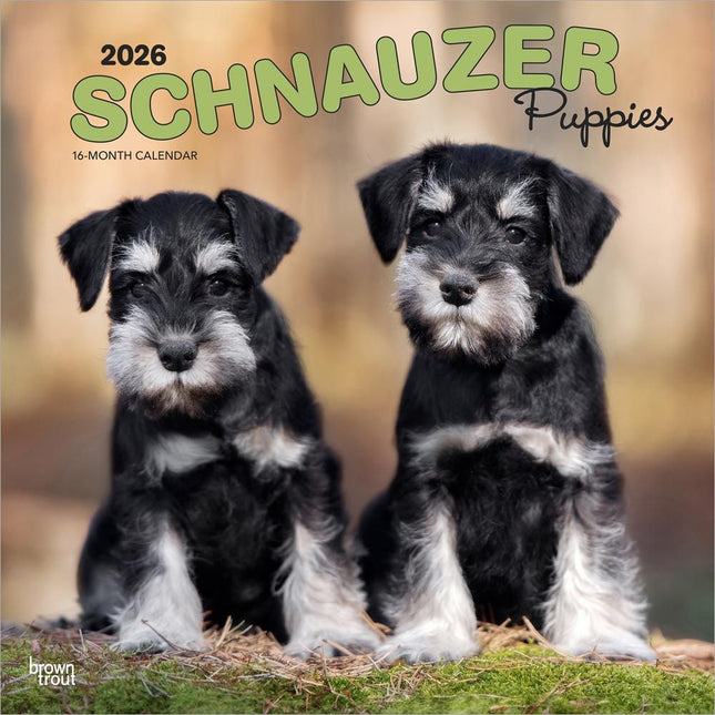 Browntrout Schnauzer Puppies Kalender 2026