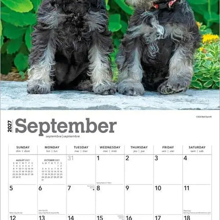 Browntrout Schnauzer Puppies Kalender 2027