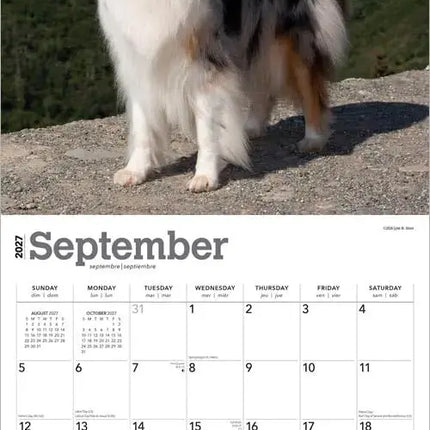 Browntrout Schotse Herder / Collie Kalender 2027