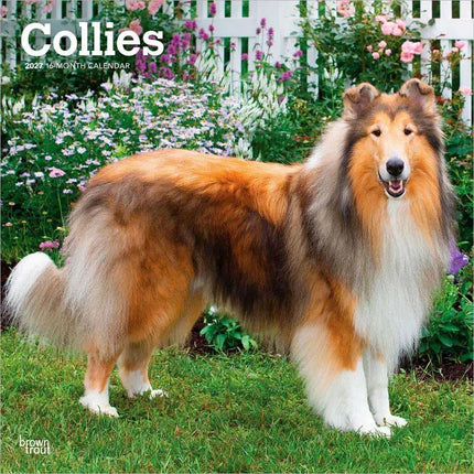 Browntrout Schotse Herder / Collie Kalender 2027