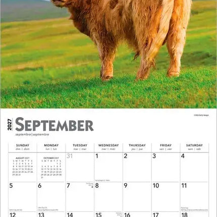 Browntrout Schotse Hooglander Kalender 2027
