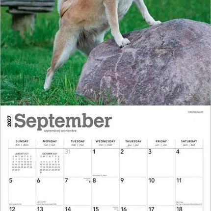Browntrout Shiba Inu Kalender 2027