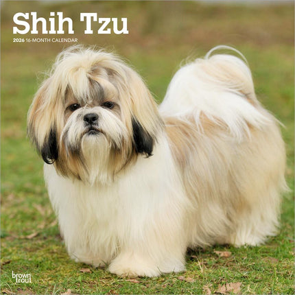 Browntrout Shih Tzu Kalender 2026