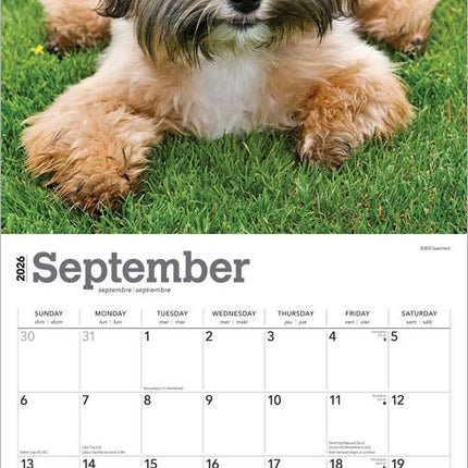 Browntrout Shih Tzu Kalender 2027