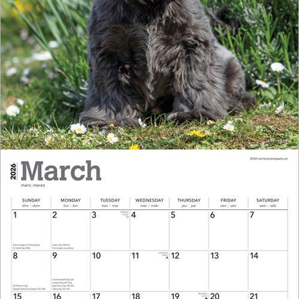Browntrout Shih Tzu Kalender 2027