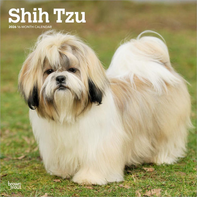 Browntrout Shih Tzu Kalender 2027