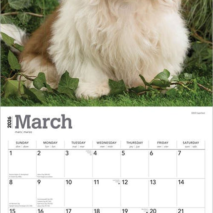 Browntrout Shih Tzu Puppies Kalender 2026