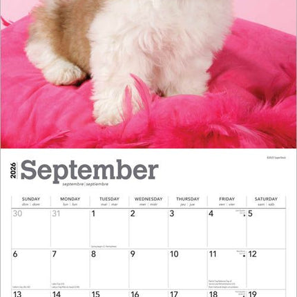Browntrout Shih Tzu Puppies Kalender 2027