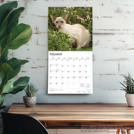 Browntrout Siamees Kalender 2026