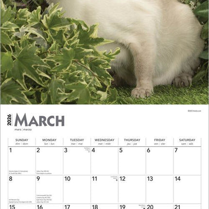Browntrout Siamees Kalender 2026