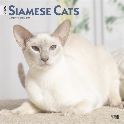 Browntrout Siamees Kalender 2026