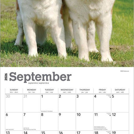 Browntrout Sint Bernard Kalender 2026