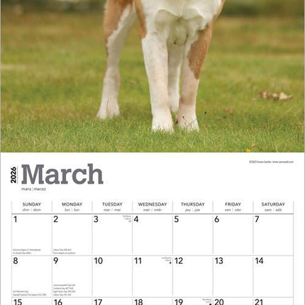 Browntrout Sint Bernard Kalender 2026