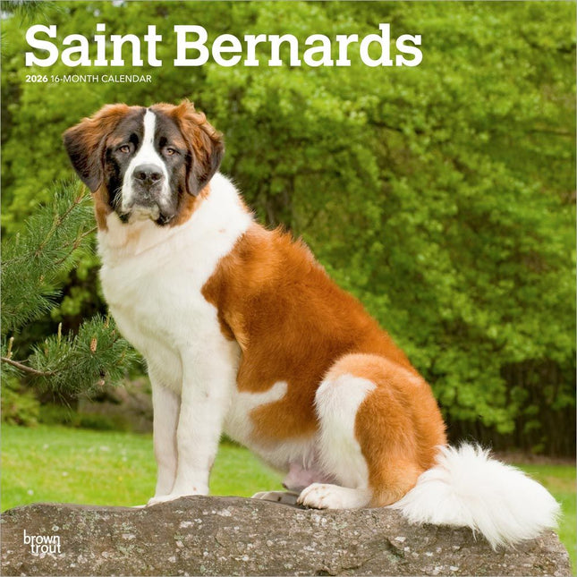 Browntrout Sint Bernard Kalender 2026