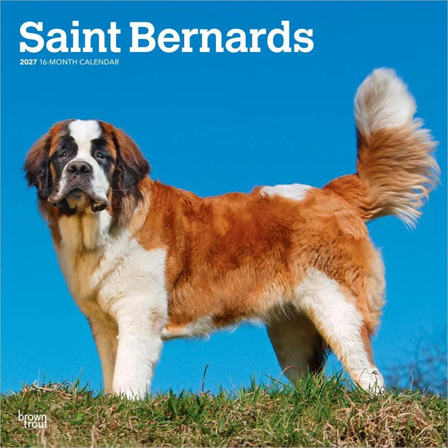 Browntrout Sint Bernard Kalender 2027
