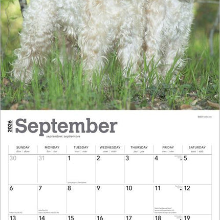 Browntrout Softcoated Wheaten Terrier Kalender 2026