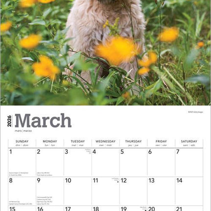 Browntrout Softcoated Wheaten Terrier Kalender 2026