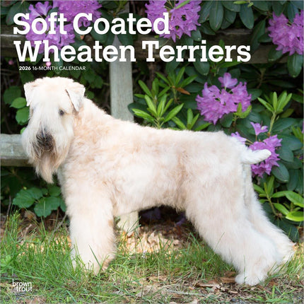Browntrout Softcoated Wheaten Terrier Kalender 2026