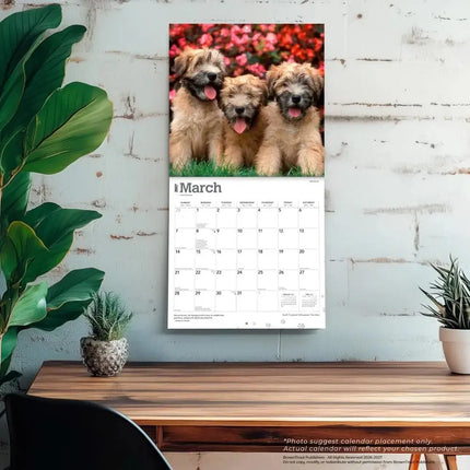 Browntrout Softcoated Wheaten Terrier Kalender 2027