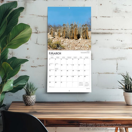 Browntrout Stokstaartjes Kalender 2026