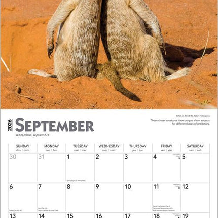 Browntrout Stokstaartjes Kalender 2026
