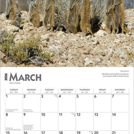 Browntrout Stokstaartjes Kalender 2026