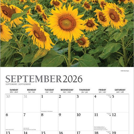 Browntrout Sunflowers Kalender 2026