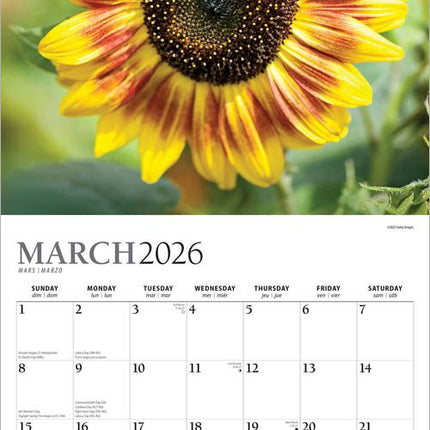 Browntrout Sunflowers Kalender 2026